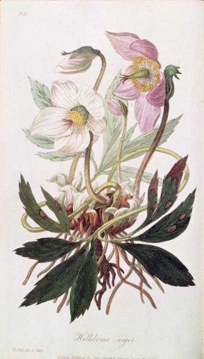 Christmas Rose: from 